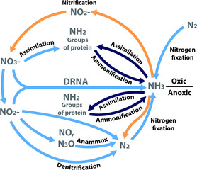 Vector illustration of the nitrogen nutrients cycle. Figure of all the processes in the nitrogen biogeochemical cycle in a biology book.
