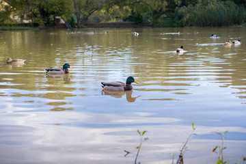 Mallard ducks swimming in a pond in the evening, Garin Dry Creek Pioneer Regional Park, San Francisco bay, California