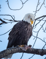 Regal Eagle