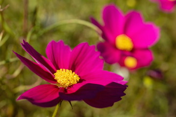 Obraz premium Pink cosmos flowers in the garden