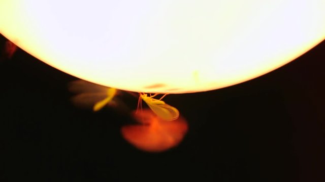 Butterflies fly around the light bulb at night. Moths around an light bulb