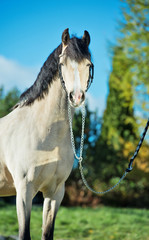 portrait of light-buckskin welsh pony. autumn season