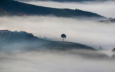 Alone tree in foggy valley