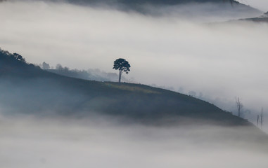 Naklejka na ściany i meble Alone tree in foggy valley