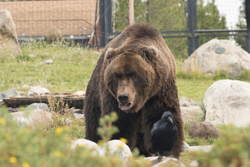 Grizzly bear, also called the Brown Bear