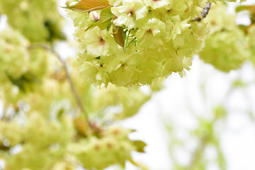 japanese green cherry blossoms