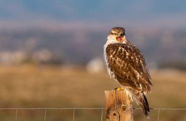 Red-tailed Hawk Screaming while Perched on a Fencepost