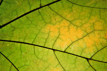 Autumn leaf macro. Leaf veins close up.