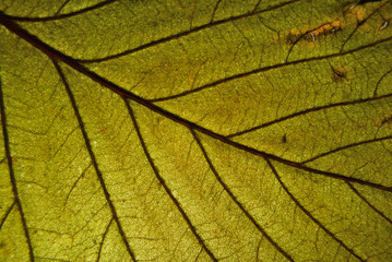 Autumn leaf macro. Leaf veins close up.
