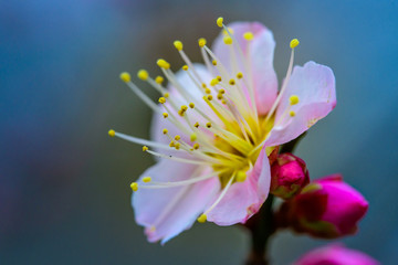 Japanese plum blossoms