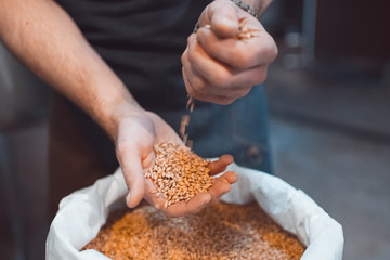 Malt in the hands of the brewer close-up. Holds grain in the palms of your hands