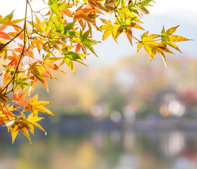 Beautiful red maple leaves in autumn sunny day, blue sky, close up, copy space, macro