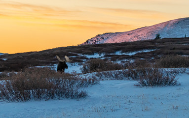 Large Bull Moose on a Cold Morning at Sunrise