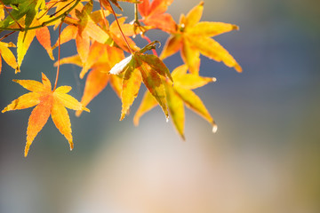 Fototapeta na wymiar Beautiful red maple leaves in autumn sunny day, blue sky, close up, copy space, macro
