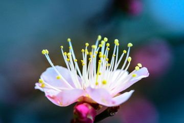 Japanese plum blossoms