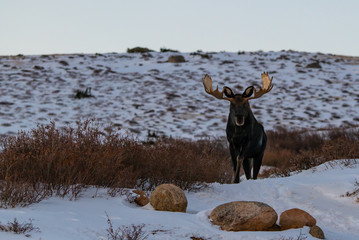 Large Bull Moose in the Snowy Mountains of Colorado