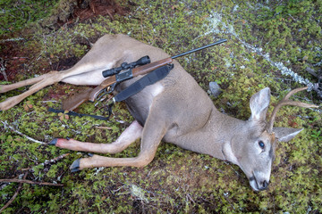 A Dead Mule Deer Buck with a gun on it.