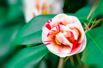 Camellia japonica