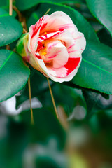 Camellia japonica