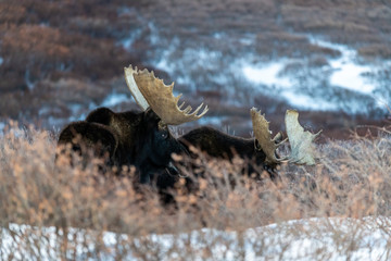 Two Large Bull Moose in the Snowy Mountains of Colorado