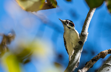 Downey Woodpecker in an Aspen Tree