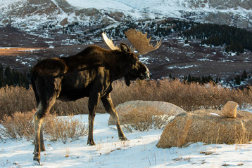 Large Bull Moose in the Snowy Mountains of Colorado