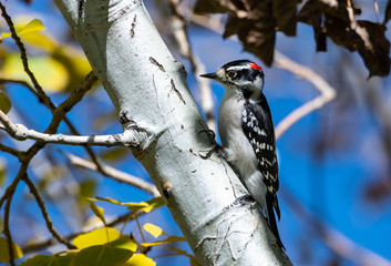 Downey Woodpecker in an Aspen Tree