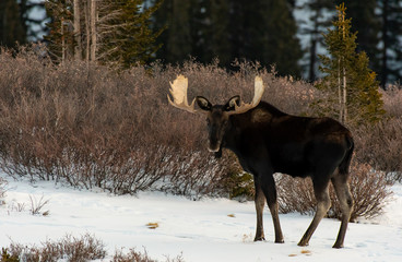 Moose in the Snow in the Colorado Rockies