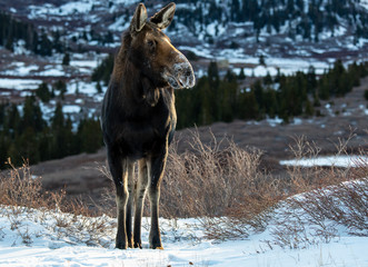 Cow Moose in the Snow in the Colorado Rockies