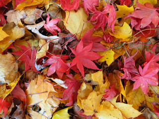 Autumn Leaves