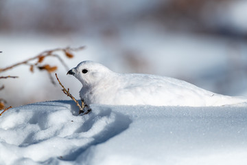 White-tailed Ptarmigan in White Winter Plumage Laying in the Snow