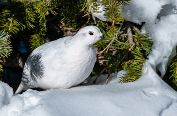 A Beautiful White-tailed Ptarmigan in White Winter Plumage in the Mountains of Colorado