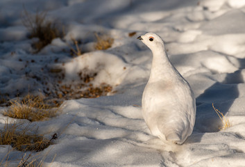 A Beautiful White-tailed Ptarmigan in White Winter Plumage in the Mountains of Colorado