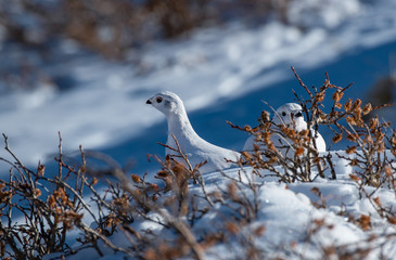 A Beautiful White-tailed Ptarmigan in White Winter Plumage in the Mountains of Colorado