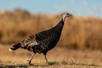 Wild Turkey In an Agricultural Field