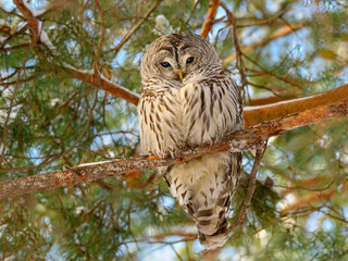 Barred Owl Resting in Pine Tree, Portrait in Winter