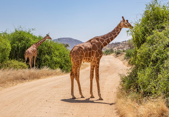 Landscape with two reticulated giraffes, giraffa camelopardalis reticulata, eating shrubs on dirt...