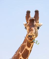 Obraz premium Close up portrait of head and neck of reticulated giraffe, giraffa camelopardalis reticulata, eating leaves and sticking tongue isolated with blue sky background