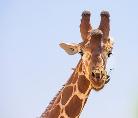 Obraz premium Close up portrait of head and neck of reticulated giraffe, giraffa camelopardalis reticulata, eating leaves and sticking tongue isolated with blue sky background