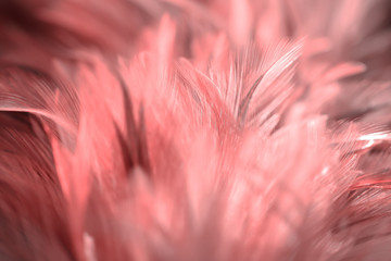 Blur Bird chickens feather texture for background, Fantasy, Abstract, soft color of art design.