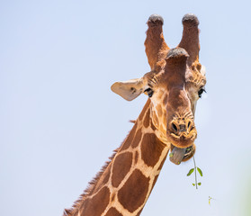 Obraz premium Bliska portret głowy i szyi żyrafy siatkowej, żyrafa camelopardalis reticulata, jedzenie liści i wtykający język na białym tle na tle błękitnego nieba