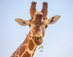 Obraz premium Close up portrait of head and neck of reticulated giraffe, giraffa camelopardalis reticulata, eating leaves and sticking tongue isolated with blue sky background