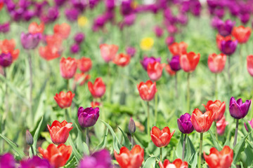 Tulips on flower bed. Tulips grow on field. Flower background. Tulips in nature.