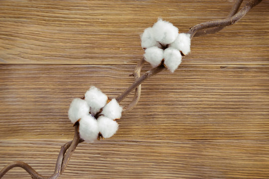 Two fluffy cotton plant flowers on twig on natural wooden desk. Top view. Selective focus. Background for spa concept.