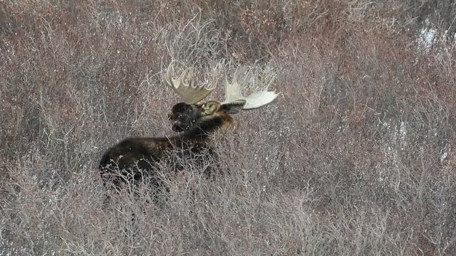 Bull Moose Eating in the Colorado Rocky Mountains