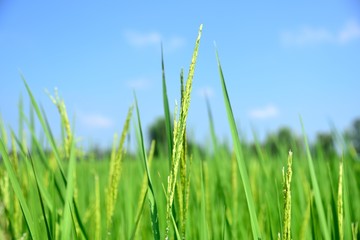 green rice in nature on green nature background