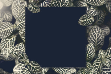 Square frame, Creative layout made Green leaf tree background with paper card note. Blank for advertising card or invitation. Nature concept. Fern leaf in Forest. Summer poster.