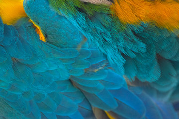 Closeup blue and gold macaw feather