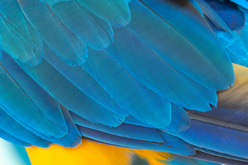 Closeup blue and gold macaw feather