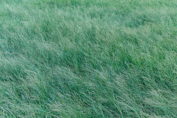 green grass field in wind.